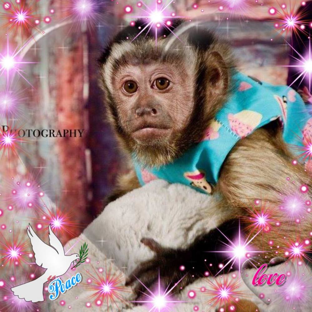 Meet your Posher, Ginger